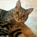 Фото №2 Котик даром