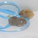 Фото №6 Джунгарские карликовые хомячки необычные