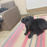 Фото №2 Отдам добрым людям