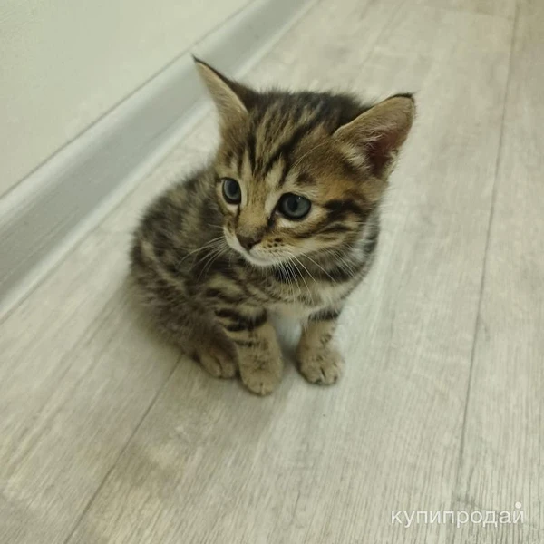 Фото Отдадим котят в добрые руки