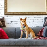 Дина ищет дом и семью!