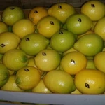 Фото №2 Свежие лимоны из Марокко