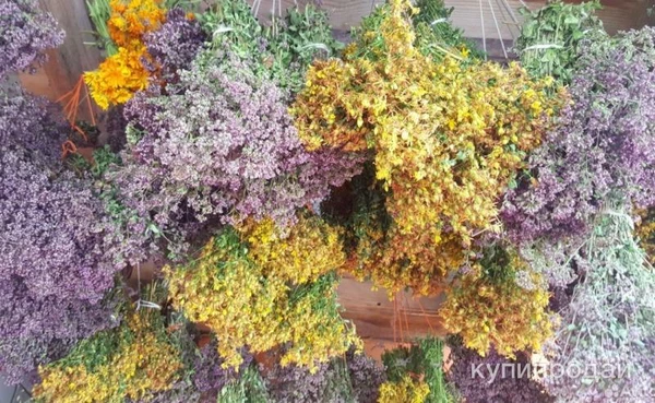 Фото Закупаем травы: Душица Зверобой Чабрец