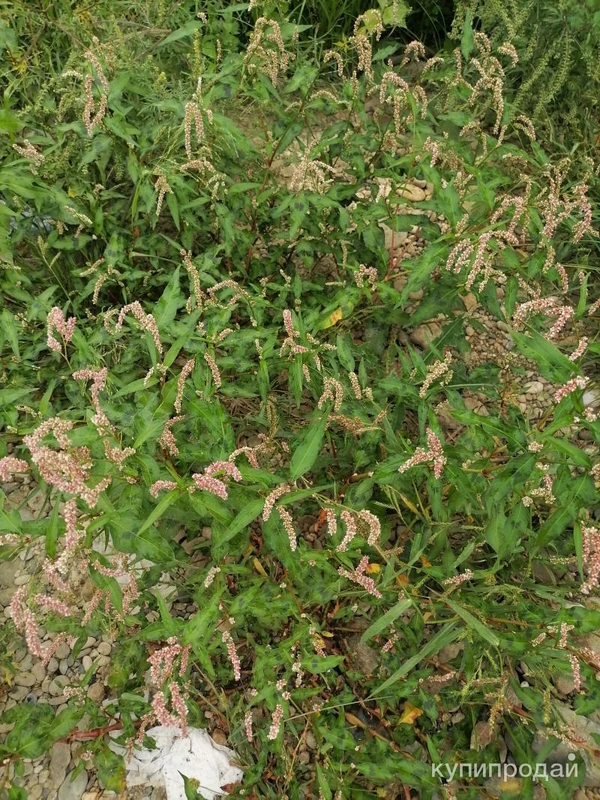 Фото Перец болотный. Цена за 100 грамм.