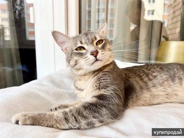 Сноу молодой котик ищет дом, в добрые руки