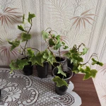 Фото №8 Плющ комнатный Хедера