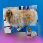 Фото №2 Стрижка, мытьё, тримминг, гигиеничекий уход собак и кошек
