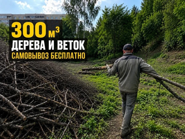 Фото 300 м³ древесины и веток бесплатно. Самовывоз