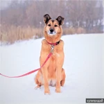 Фото №3 Дана. Потрясающая семейная собака из приюта в добрые руки