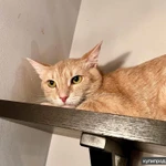 Кошечке Джулии, пострадавшей от людей нужна любовь и забота. В добрые руки