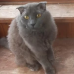 Фото №8 Нибелунг вислоушка