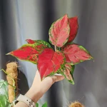 Фото №4 Аглаонема