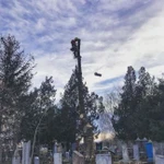 Фото №5 Спил деревьев.Вывоз веток.Арбористика