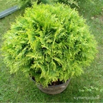 Фото №9 Саженцы хвойных растений. Туи, можжевельники.