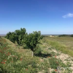 Фото №10 Готовый бизнес, черешневый сад 11,4 Га