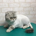 Фото №3 Услуги грумера: стрижка кошек и котов