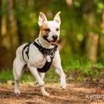 Фото №6 Красивый пёс Дарий в добрые руки.