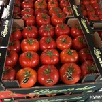Фото №4 Помидоры оптом из Турции