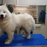 Фото №3 ZooStil Groom