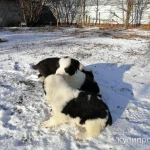 Фото №2 Продаются щенки САО (Алабая)