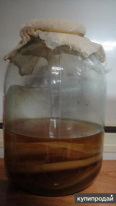 Фото Чайный гриб.