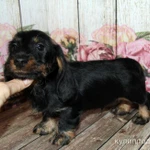 Фото №3 Такса жесткошерстная