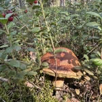 фото Грибы маслята и белые