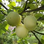 Фото №3 Яблоки белый налив