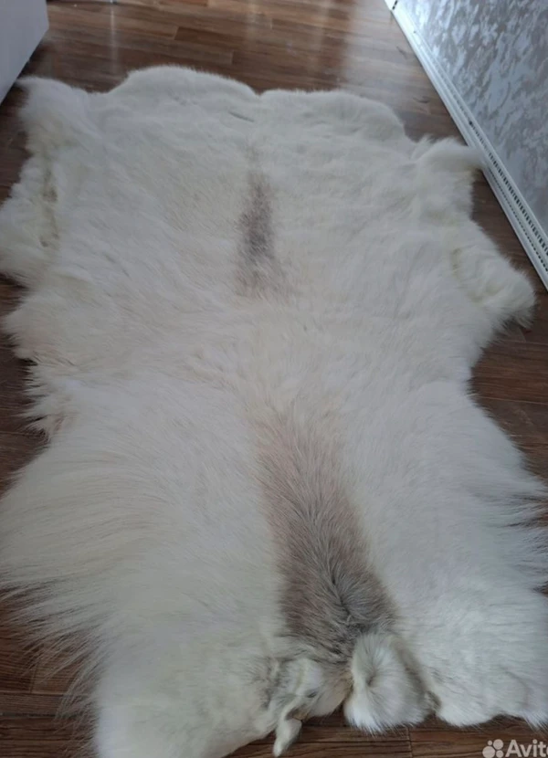 Фото Шкура оленя