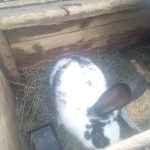 Фото №2 Кролики