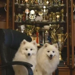 Фото №6 Белый шпиц Щенки японского шпица