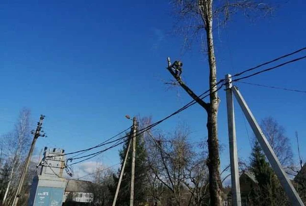 Фото Спил деревьев любой сложности