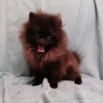 Фото №4 Девочка и мальчик померанского шпица