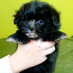 Фото №2 Маленькие комочки счастья