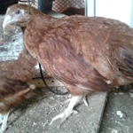Фото №2 Куры несушки коричневые 300-320 яиц в год