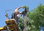 фото Спил деревьев, уборка сада.