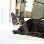 Фото №5 Котенок Фибби в серо - голубой шубке в дар