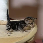 Фото №3 Котята манчкин