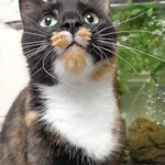 Фото №5 Кошка ищет дом