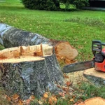 Услуги по спиливанию и обрезке деревьев