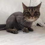 Фото №4 Стрижка кошек - гигиена животных