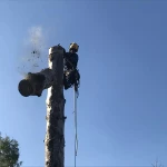 Фото №6 Спил Удаление Обрезка деревьев.