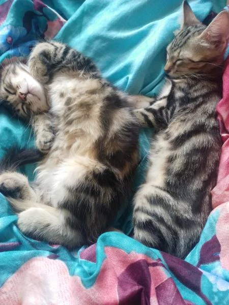 Фото Отдам котят в хорошие ручки!