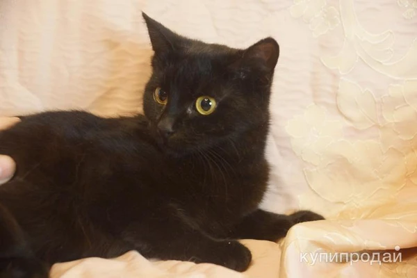 Фото Кошечка Ягодка в добрые руки