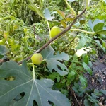 Фото №11 Саженцы плодовых растений