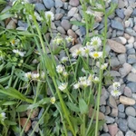 Фото №4 Тонколучник. Цена за 100 грамм.