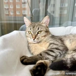 Фото №4 Необыкновенно яркий котик Шелдон в добрые руки