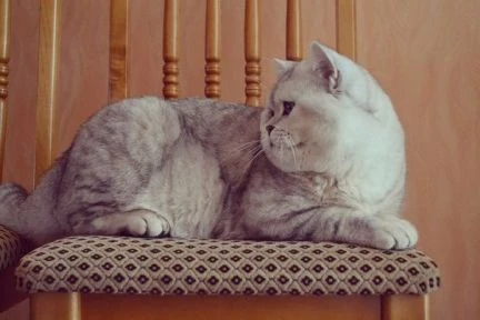 Фото Вязка с котиком-милашкой