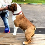 Фото №3 Вязка английский бульдог