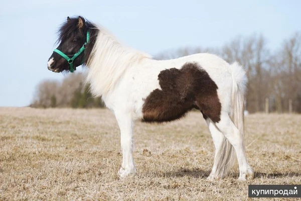 Фото Продажа пони. Пони-ферма